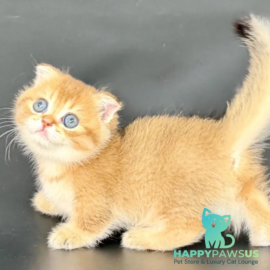 Yzro Munchkin male black golden shaded - live animals