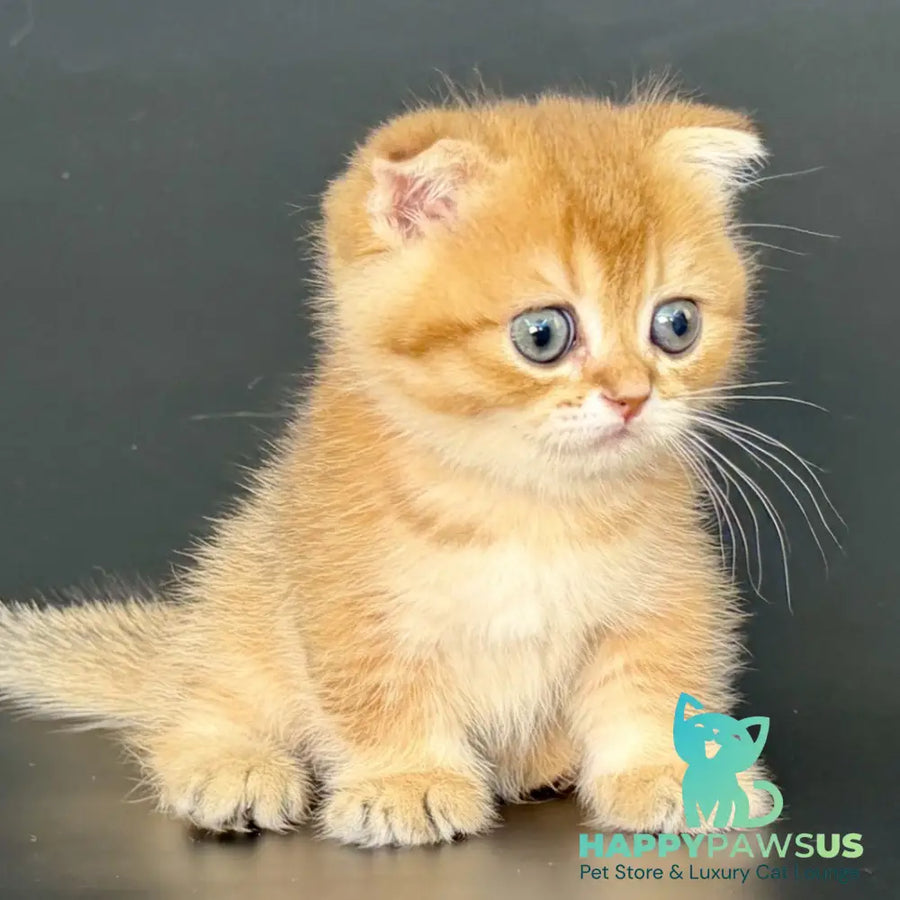 Yzro Munchkin male black golden shaded - live animals