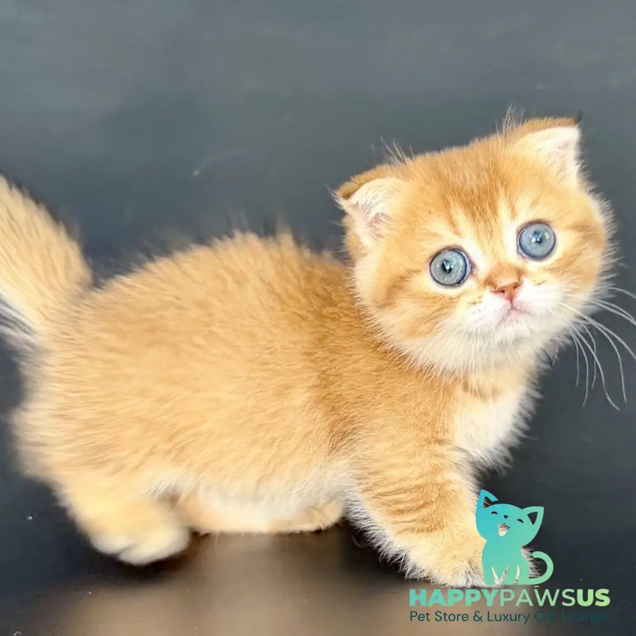 Yzro Munchkin male black golden shaded - live animals