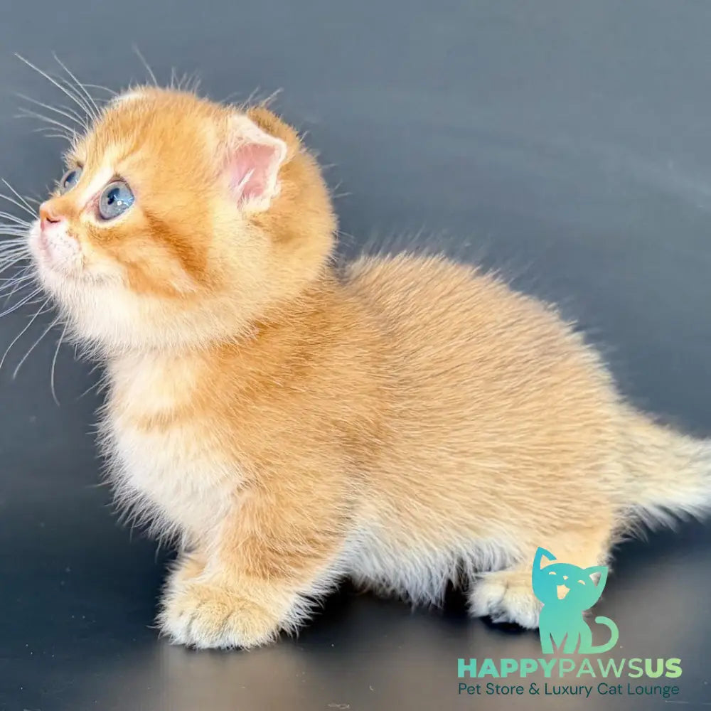 Yzro Munchkin male black golden shaded - live animals