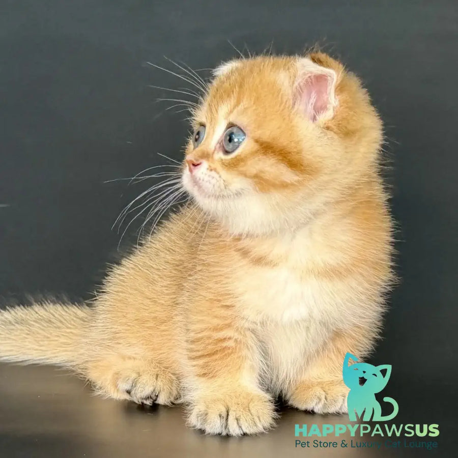 Yzro Munchkin male black golden shaded - live animals