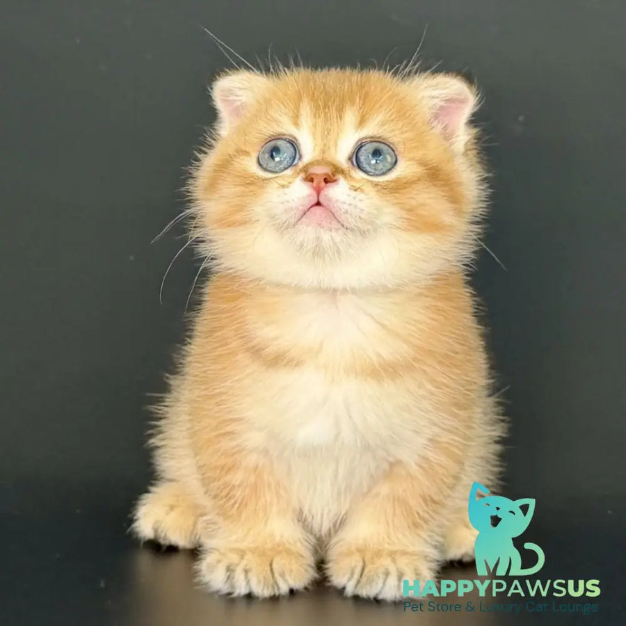 Yzro Munchkin male black golden shaded - live animals