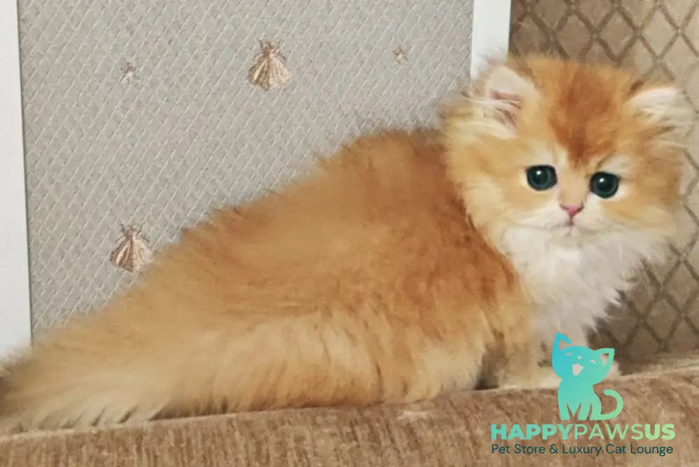 Zabava British Longhair female black golden chinchilla - live animals