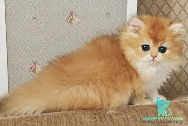 Zabava British Longhair female black golden chinchilla - live animals