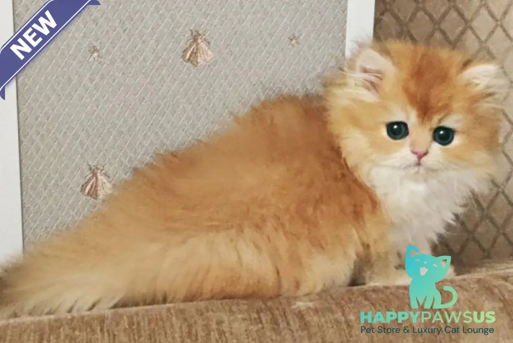 Zabava British Longhair female black golden chinchilla - live animals