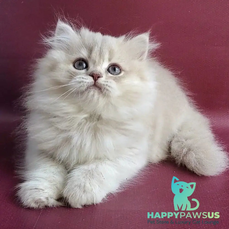 Zabava British Longhair female blue golden shaded - live animals