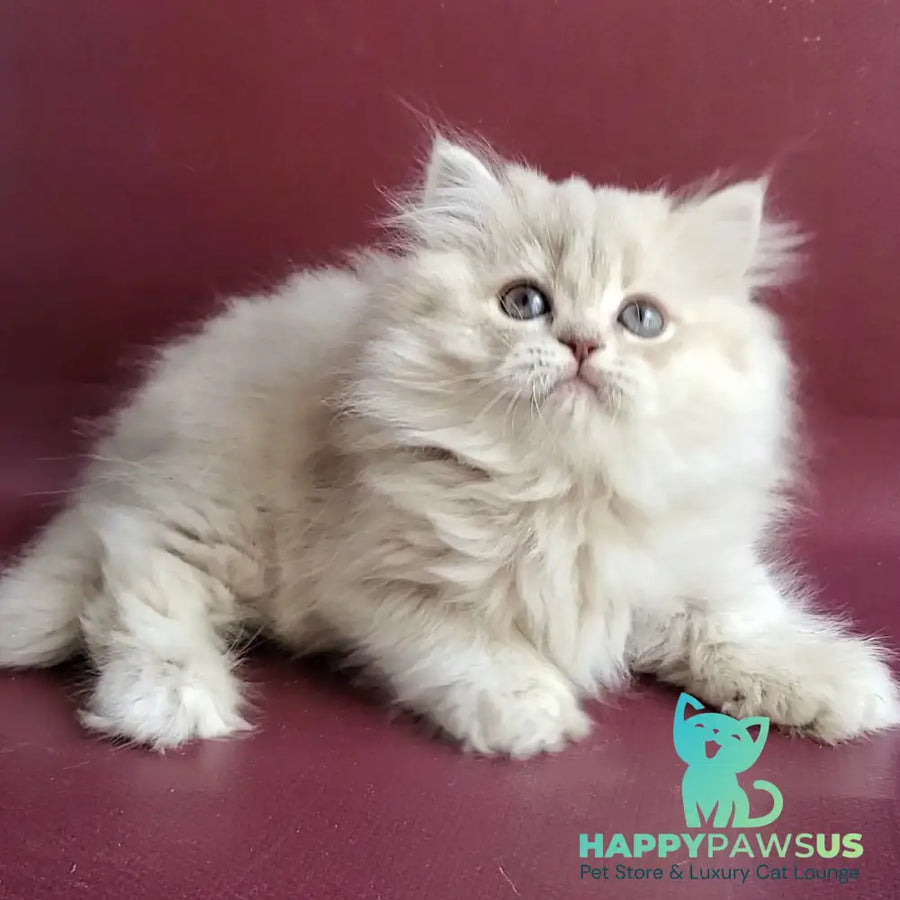 Zabava British Longhair female blue golden shaded - live animals