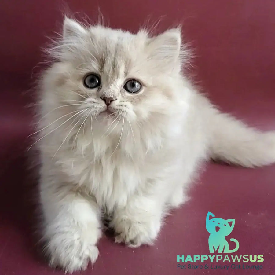 Zabava British Longhair female blue golden shaded - live animals