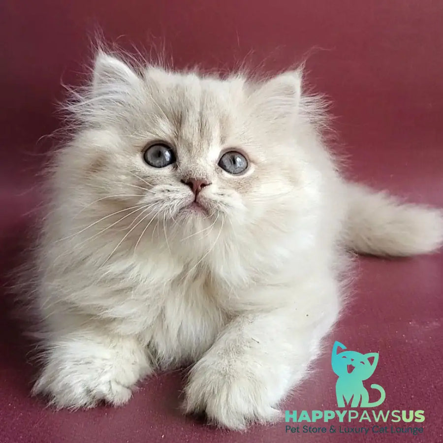 Zabava British Longhair female blue golden shaded - live animals
