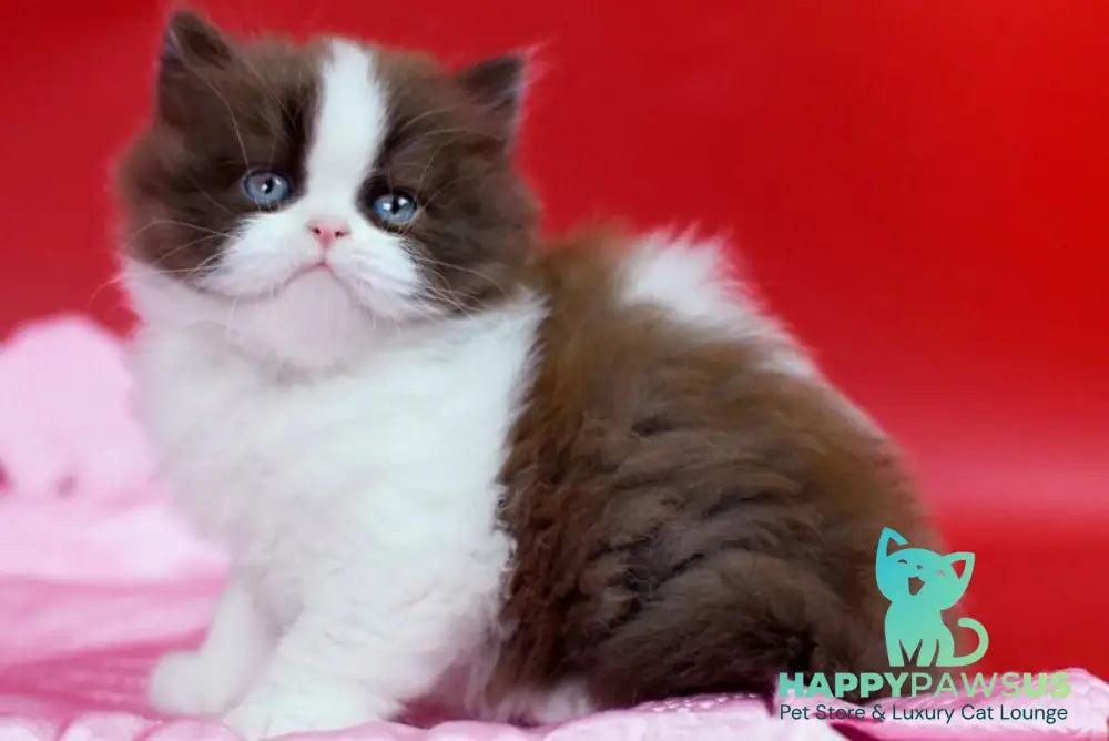 Zabava British Longhair female chocolate bicolour - live animals