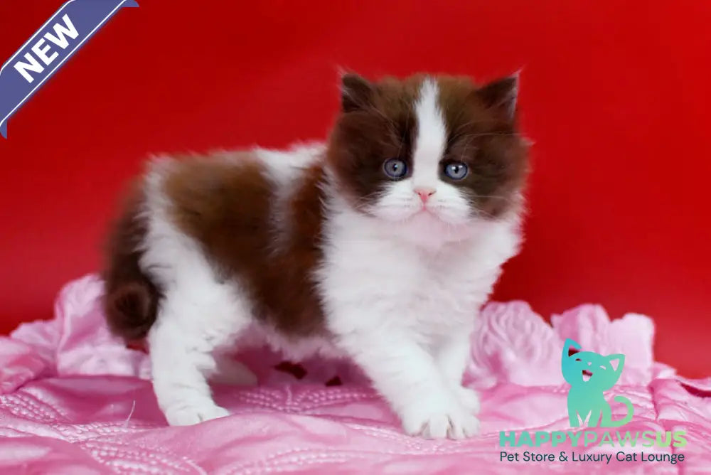 Zabava British Longhair female chocolate bicolour - live animals