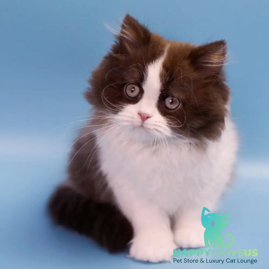 Zabava British Longhair female chocolate bicolour - live animals