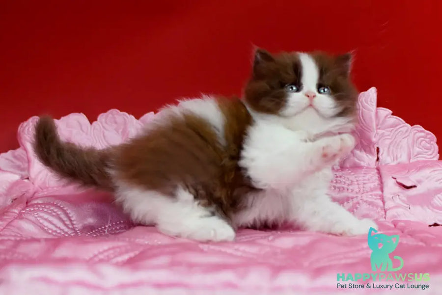 Zabava British Longhair female chocolate bicolour - live animals