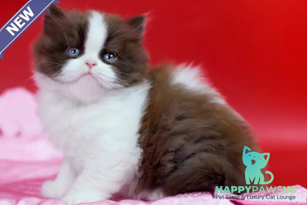 Zabava British Longhair female chocolate bicolour - live animals