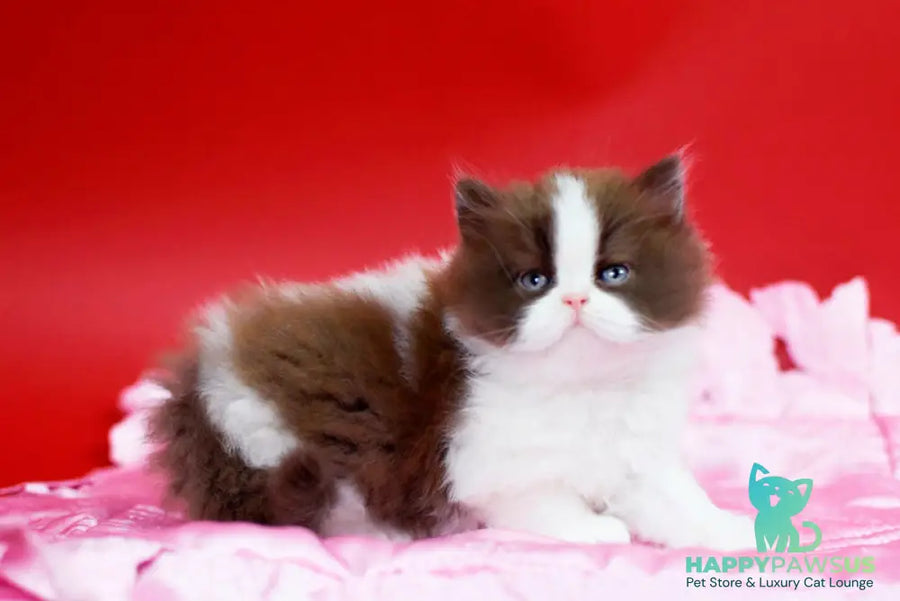 Zabava British Longhair female chocolate bicolour - live animals