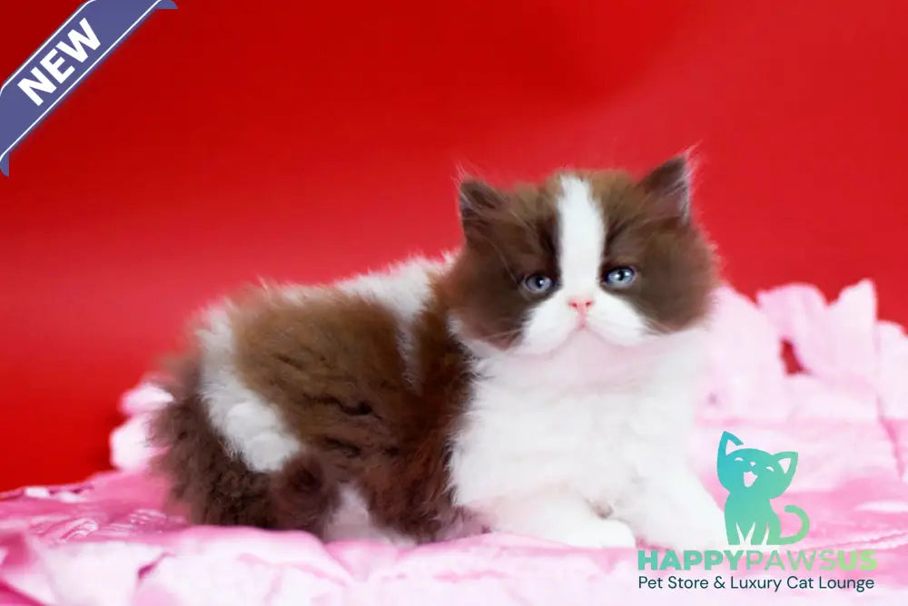 Zabava British Longhair female chocolate bicolour - live animals