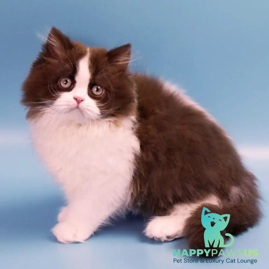 Zabava British Longhair female chocolate bicolour - live animals