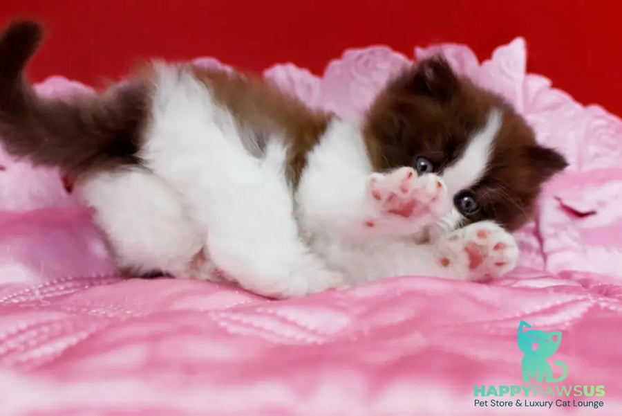 Zabava British Longhair female chocolate bicolour - live animals