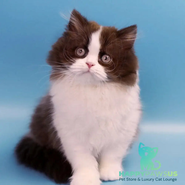 Zabava British Longhair female chocolate bicolour - live animals