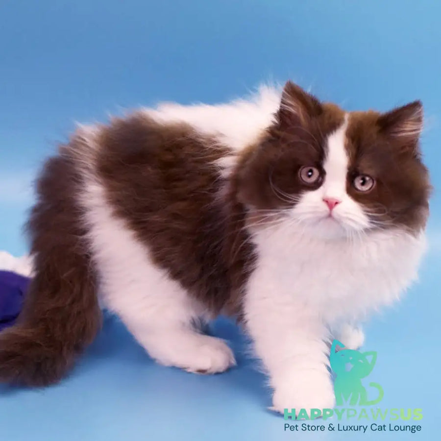 Zabava British Longhair female chocolate bicolour - live animals