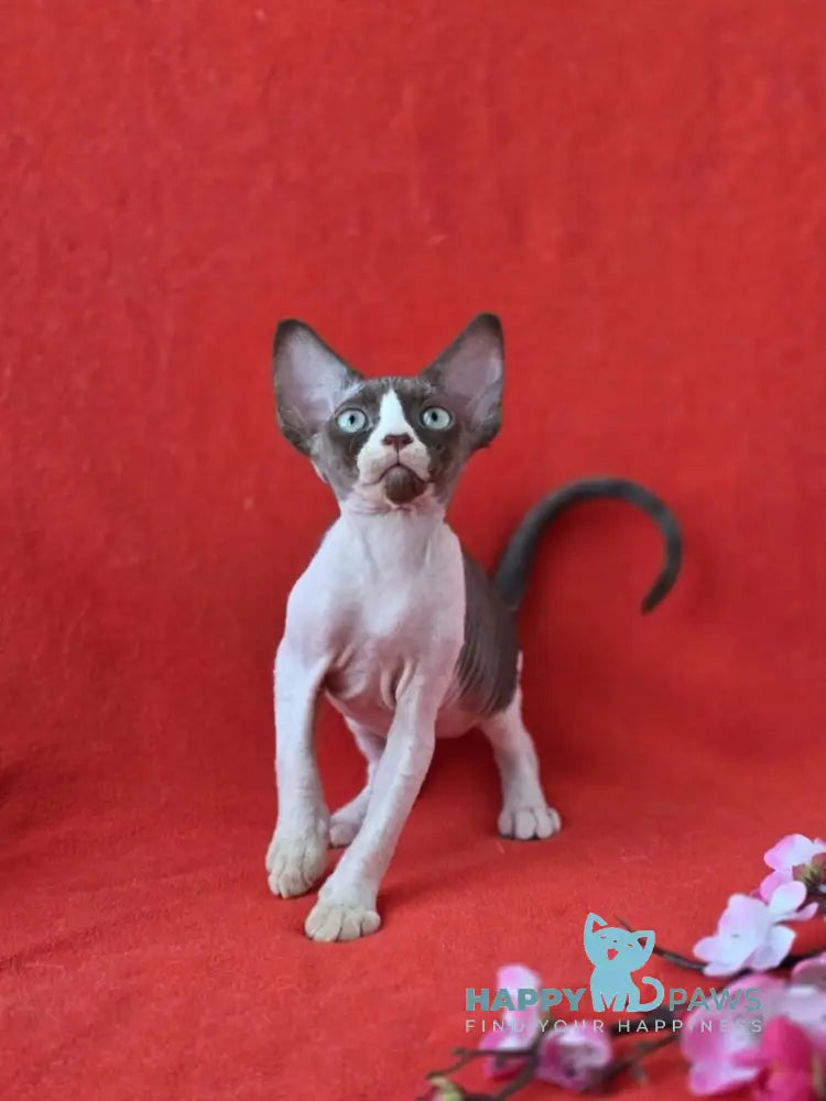 Zabava Devon Rex female chocolate bicolour live animals