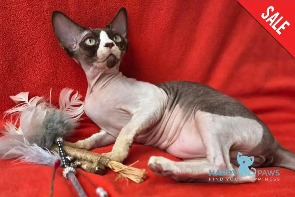 Zabava Devon Rex female chocolate bicolour - live animals