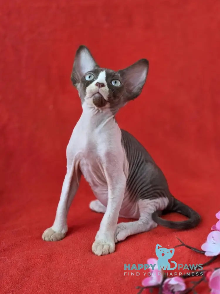 Zabava Devon Rex female chocolate bicolour live animals