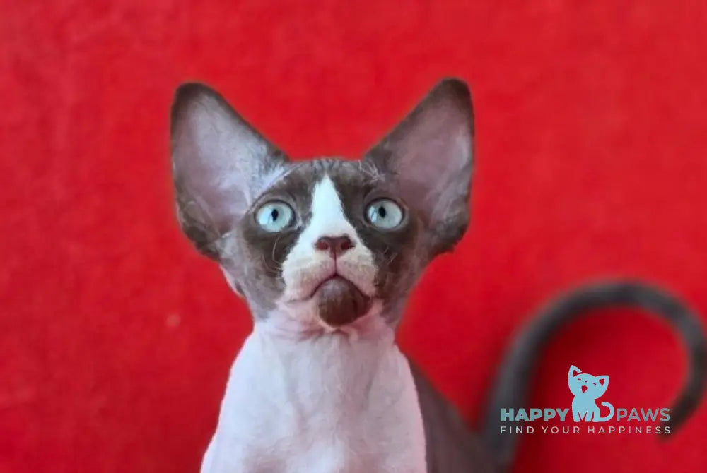 Zabava Devon Rex female chocolate bicolour live animals