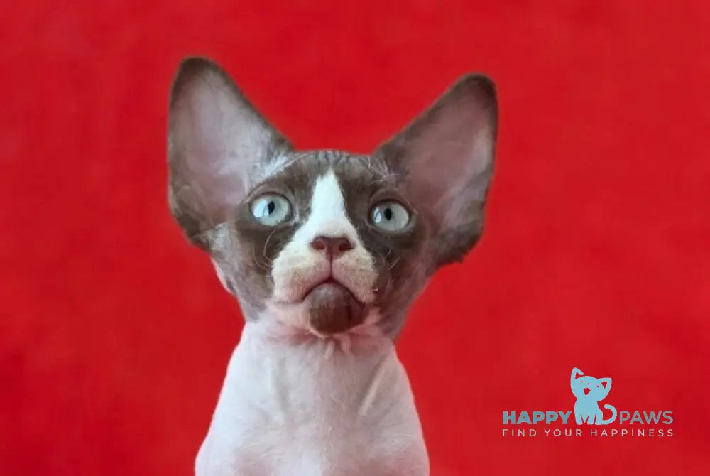 Zabava Devon Rex female chocolate bicolour live animals