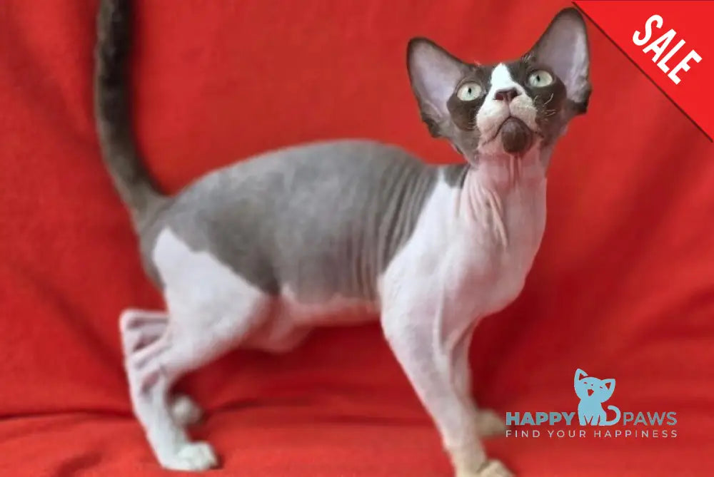 Zabava Devon Rex female chocolate bicolour - live animals