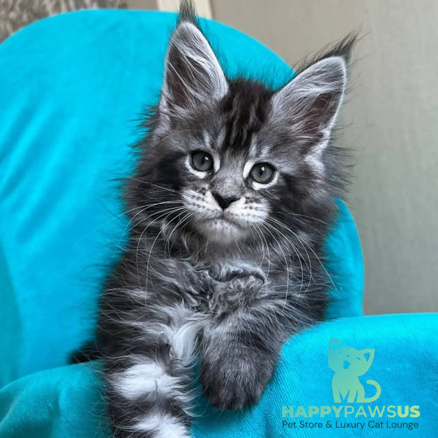 Zabava Maine Coon female black silver tabby - live animals
