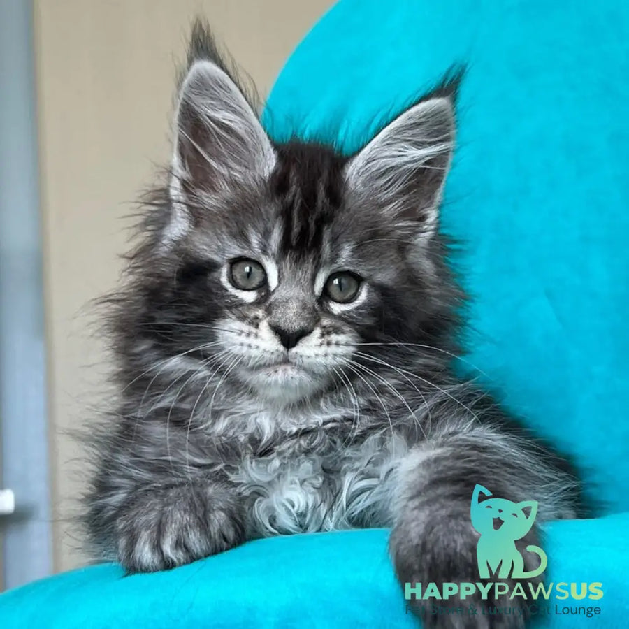 Zabava Maine Coon female black silver tabby - live animals