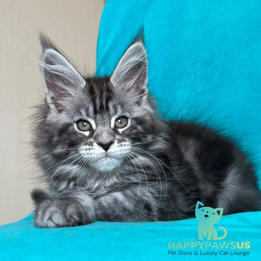 Zabava Maine Coon female black silver tabby - live animals