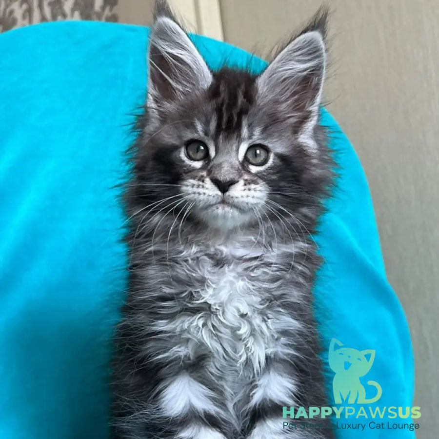 Zabava Maine Coon female black silver tabby - live animals