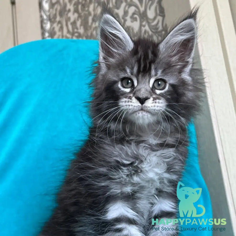 Zabava Maine Coon female black silver tabby - live animals