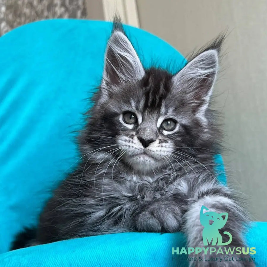 Zabava Maine Coon female black silver tabby - live animals