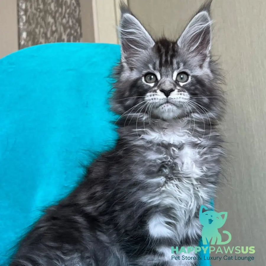 Zabava Maine Coon female black silver tabby - live animals