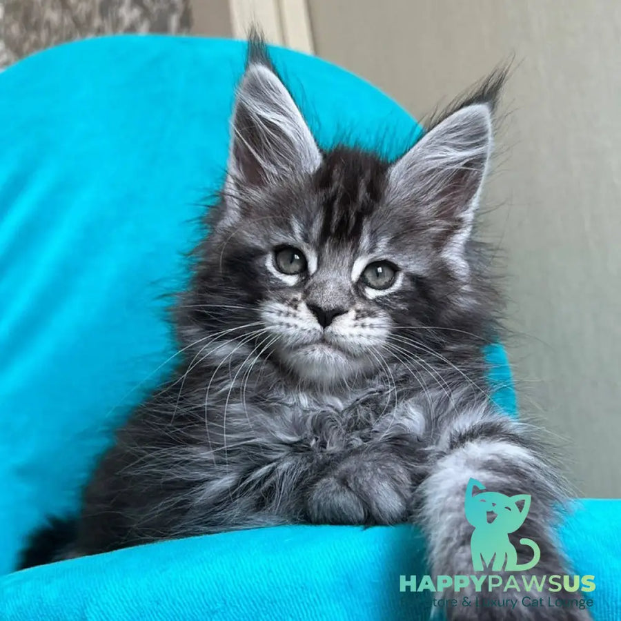 Zabava Maine Coon female black silver tabby - live animals