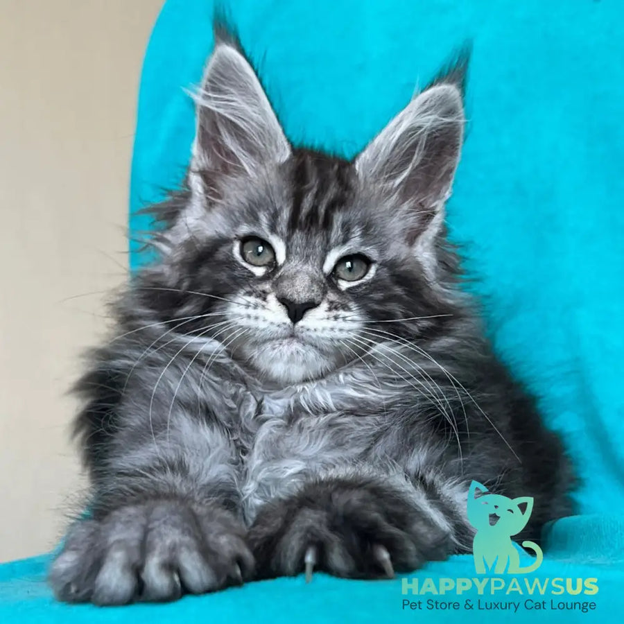 Zabava Maine Coon female black silver tabby - live animals