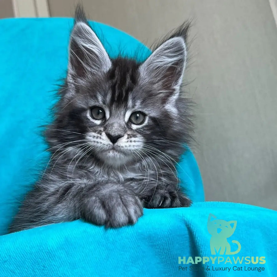 Zabava Maine Coon female black silver tabby - live animals