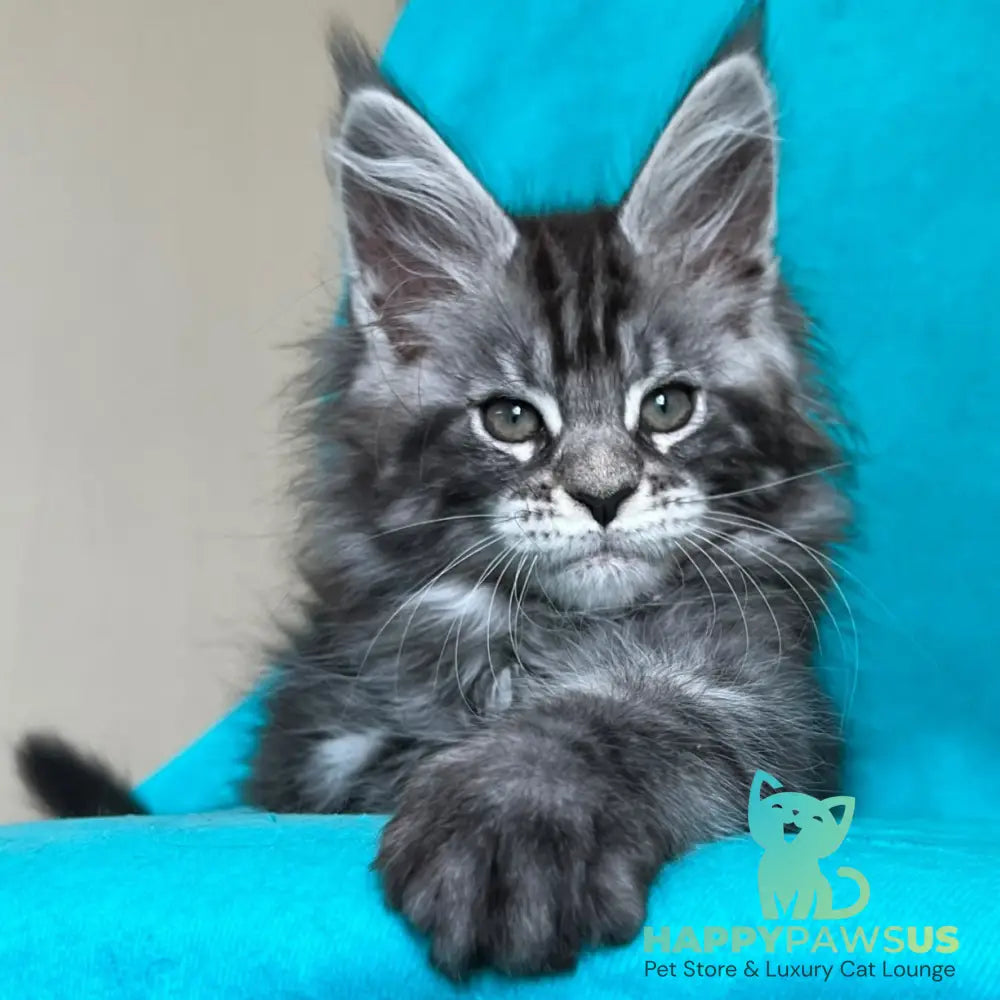 Zabava Maine Coon female black silver tabby - live animals