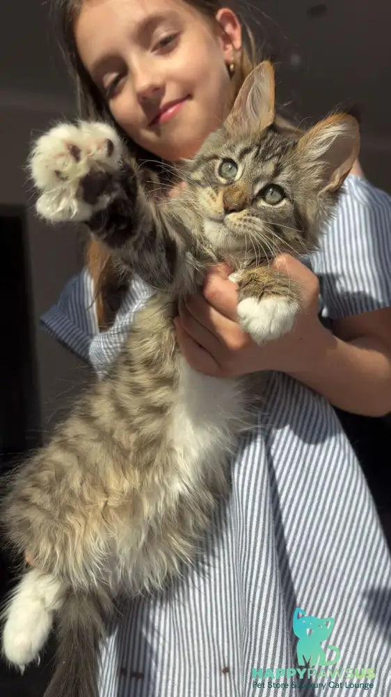 Zabava Maine Coon female black spotted tabby bicolour - live animals