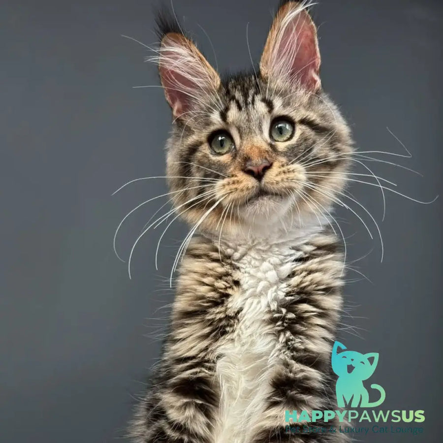 Zabava Maine Coon female black spotted tabby bicolour - live animals