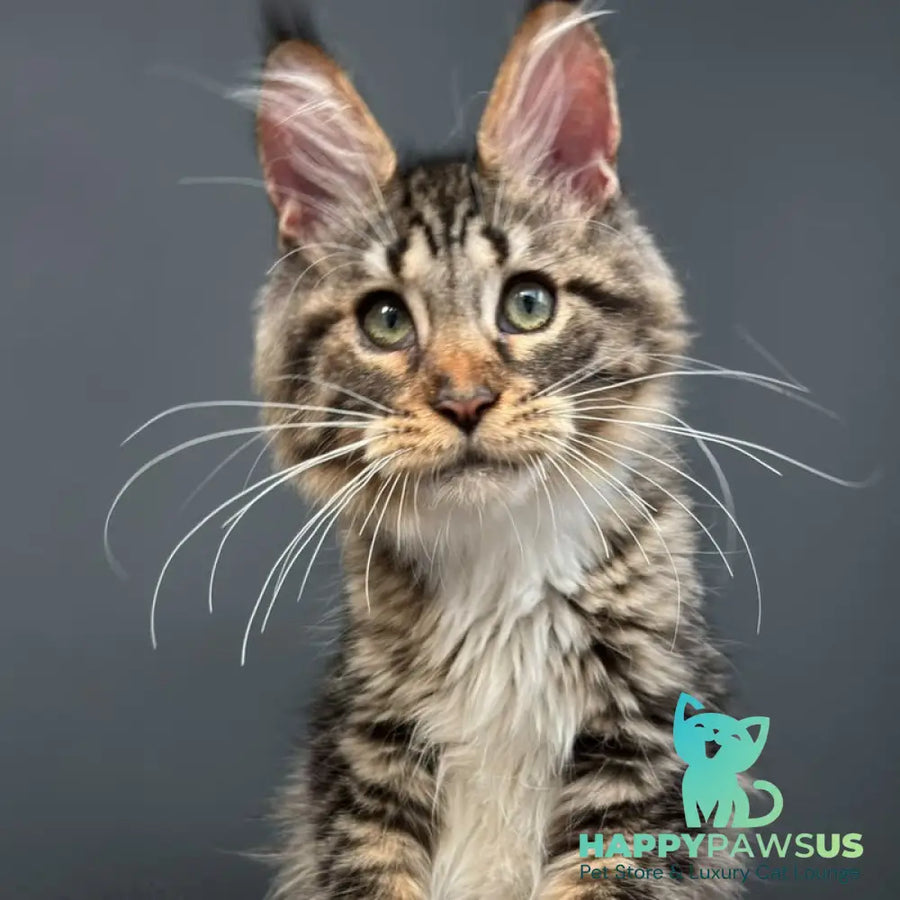 Zabava Maine Coon female black spotted tabby bicolour - live animals