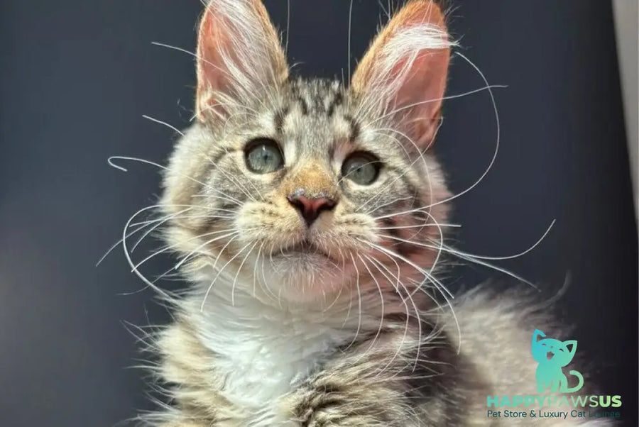 Zabava Maine Coon female black spotted tabby bicolour - live animals