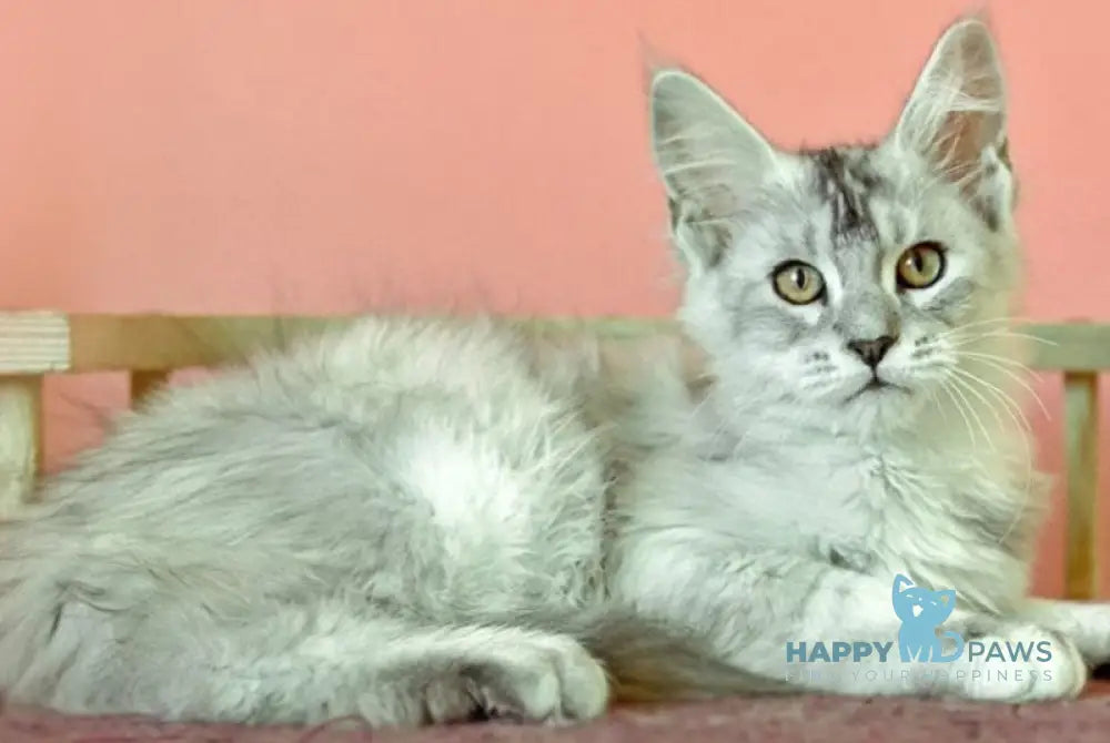 Zabava Maine Coon female black tortie silver ticked tabby live animals