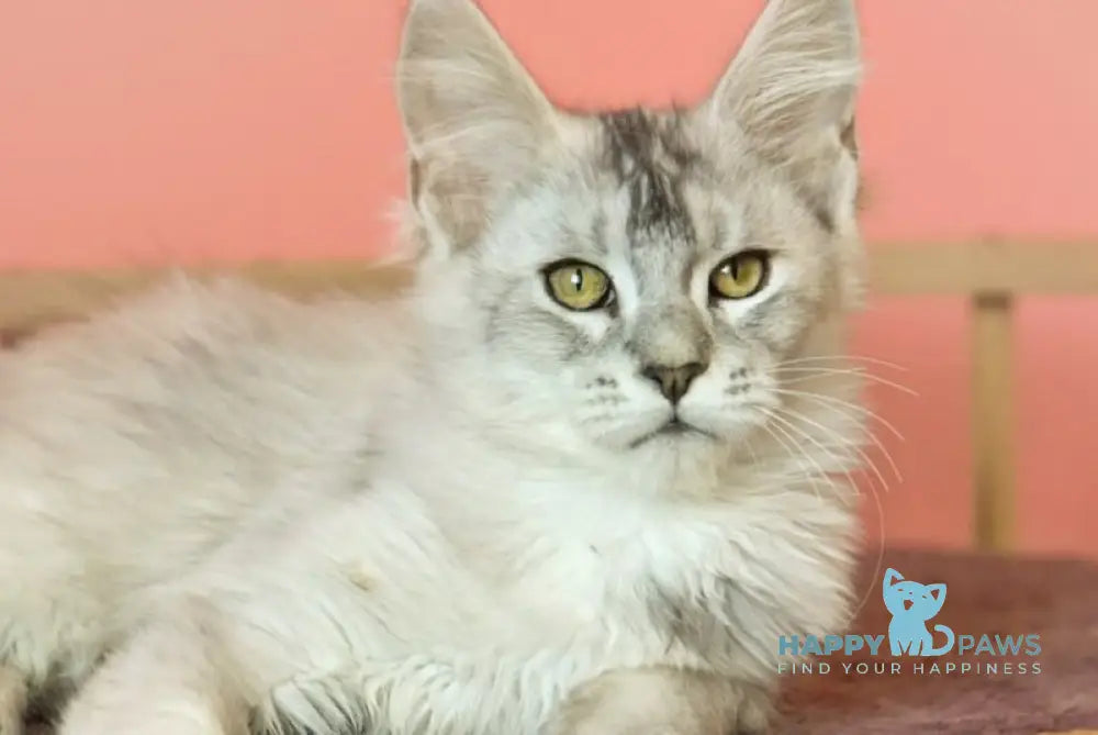 Zabava Maine Coon female black tortie silver ticked tabby live animals