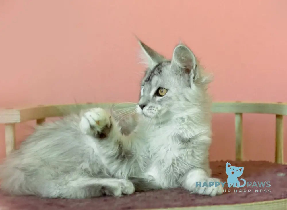 Zabava Maine Coon female black tortie silver ticked tabby live animals