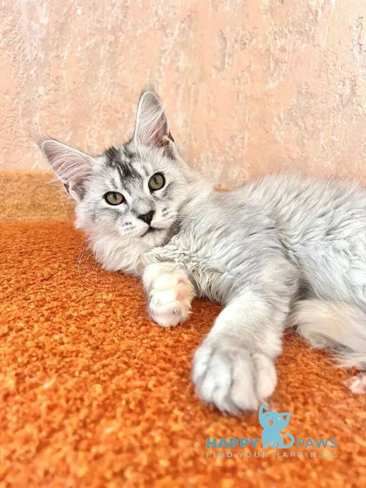 Zabava Maine Coon female black tortie silver ticked tabby live animals