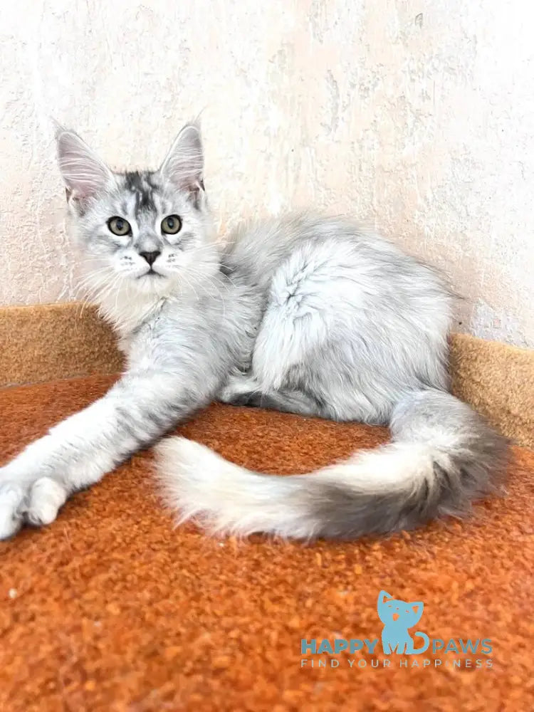 Zabava Maine Coon female black tortie silver ticked tabby live animals